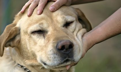 Anche adesso che fa più freddo state attenti ai parassiti di Fido