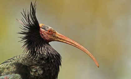 Ucciso a fucilate un Ibis eremita Forse l'ultimo esemplare in Europa