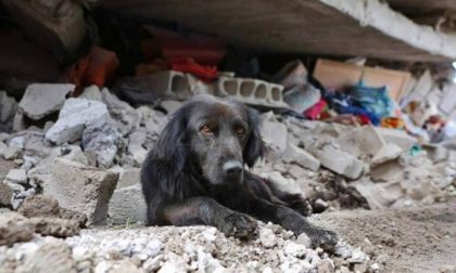 Come comportarsi con Fido nei difficili momenti del terremoto