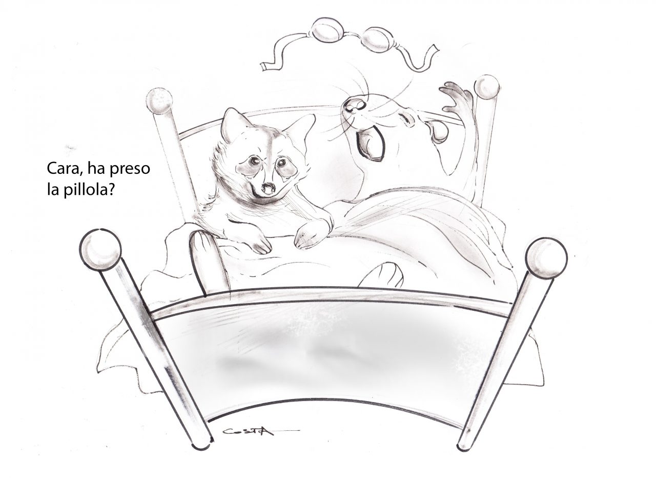 Sesso sicuro per nutrie e procioni: Lav punta sugli anticoncezionali