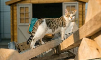 I gatti randagi della Tenaris e i disabili che li hanno adottati