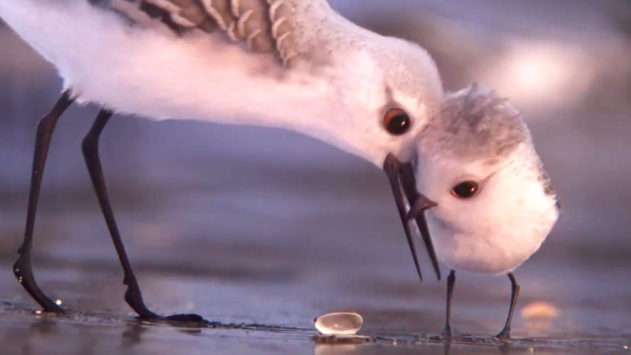 Guardate il bellissimo corto Piper (la Pixar non sbaglia mai un colpo)