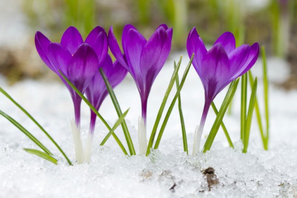 Il giardino d’inverno, come curarlo