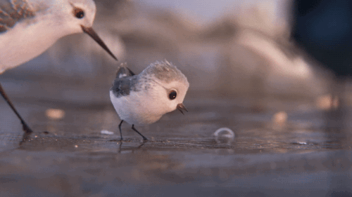 piper-gif