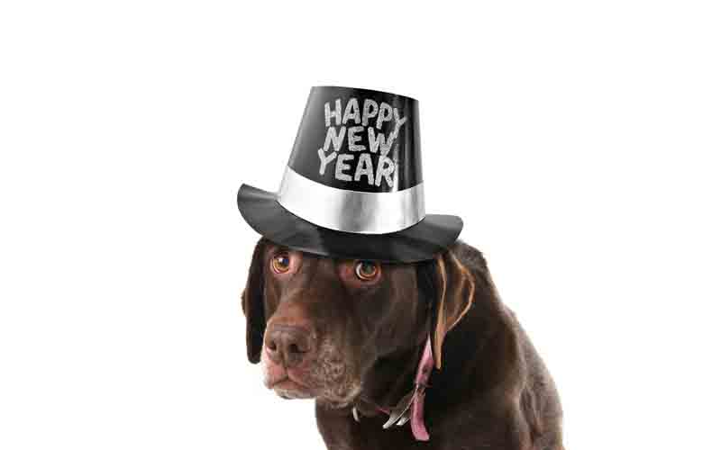 Esegesi del vademecum sui cani firmato dal Comune per Capodanno