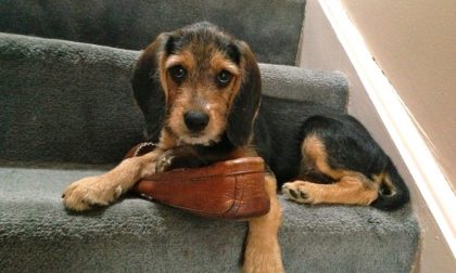Perché i cani rosicchiano tutto