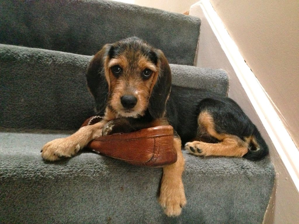 Perché i cani rosicchiano tutto