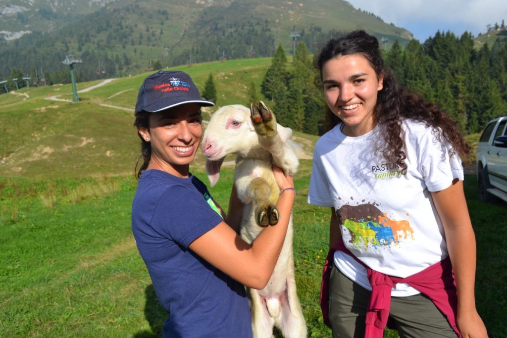 Provate a fare i pastori (volontari) Proteggerete il gregge da lupi e orsi