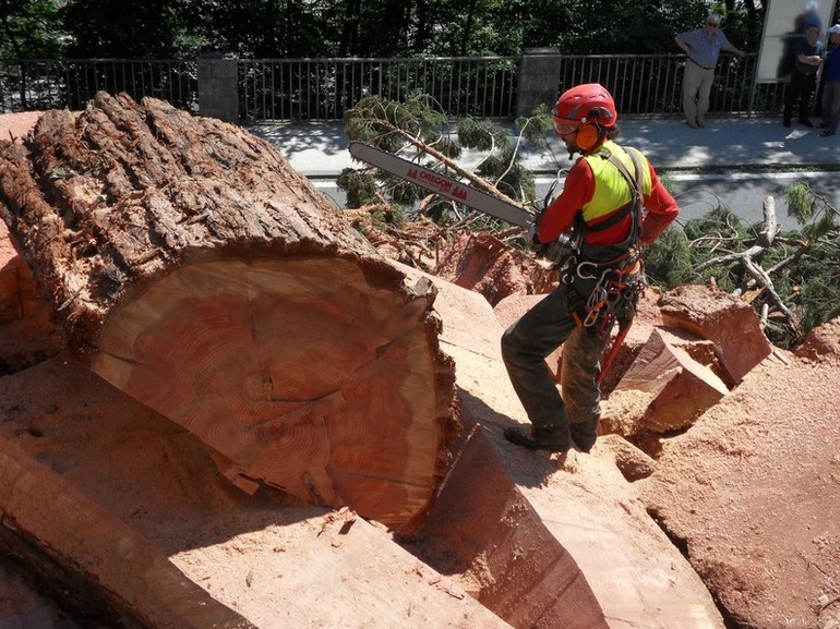 Giorgio, il tree climber di Mozzo Autorità mondiale della potatura