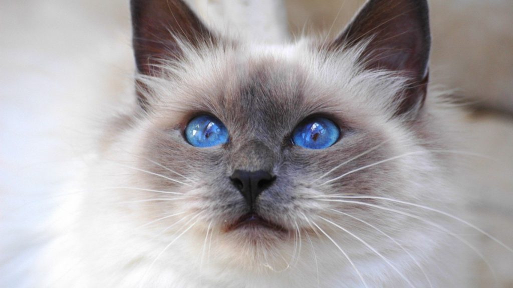 In passerella sfilano trecento gatti E a Mastercat ci sono pure i furetti