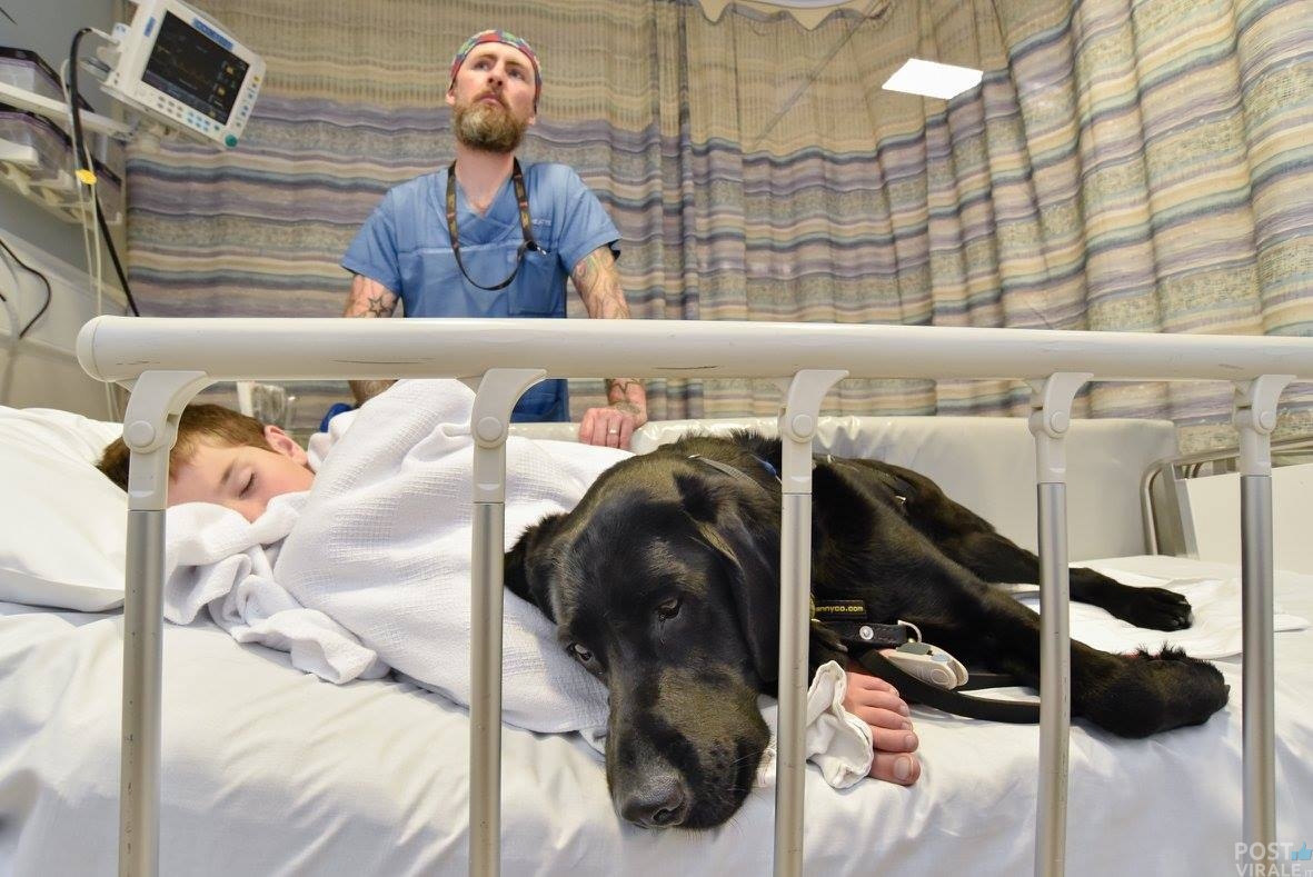 Cani e gatti ora entrano in ospedale Ma prima devono essere spazzolati