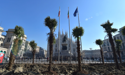 La diatriba palme in piazza Duomo (ma cominciò il cardinal Borromeo)