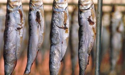 L'agone d'Iseo, il pesce di Bergamo