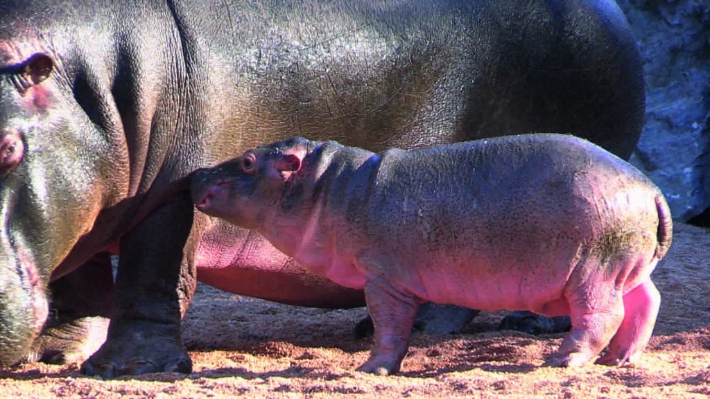 Bebè di ippopotamo alle Cornelle Contest su Facebook per il nome
