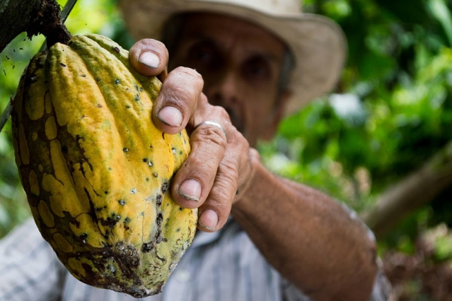 Bolivia_CACAO