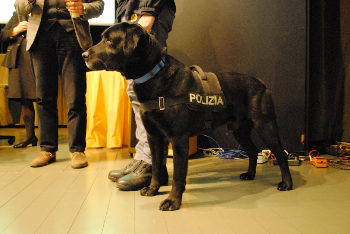 Leo, labrador eroe trovato al canile Ha salvato una bambina dal sisma