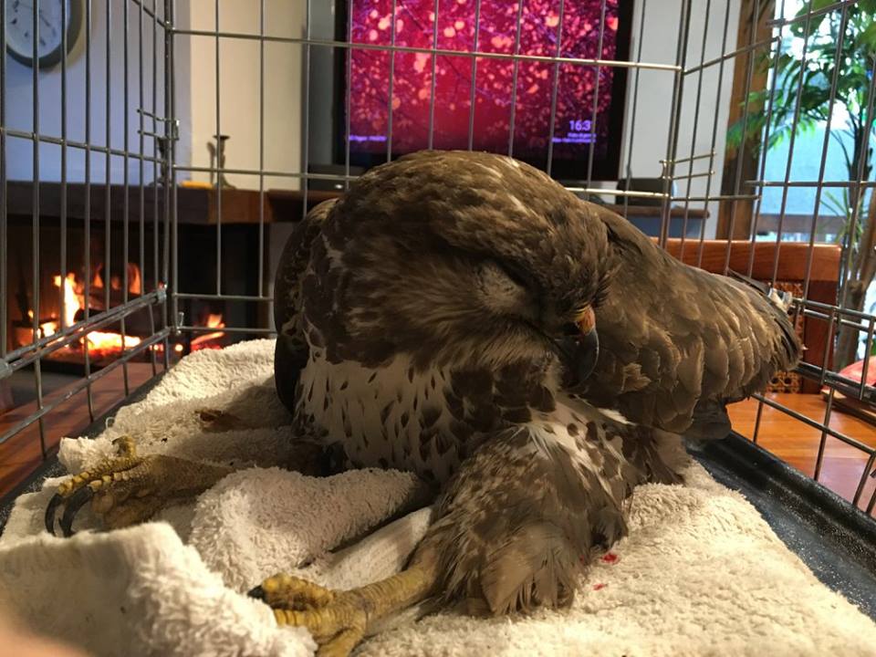 Poiana investita da un’automobile salvata da una guardia ecologica