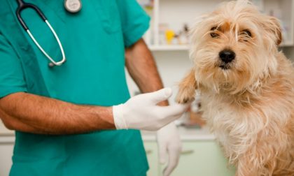 Il progetto "DottorVet" per raccontare ai ragazzini delle medie il mestiere del veterinario