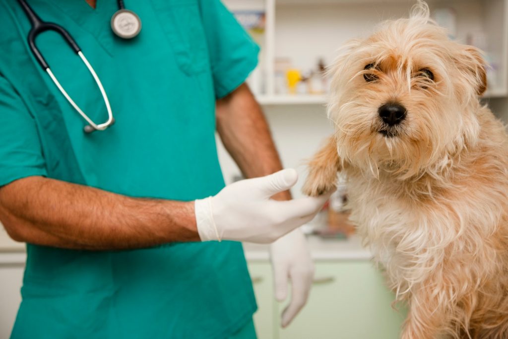 Il progetto “DottorVet” per raccontare ai ragazzini delle medie il mestiere del veterinario