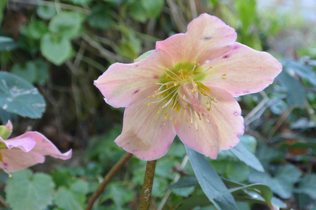 Orto Botanico, risveglio di primavera A partire dagli ellebori (velenosi)