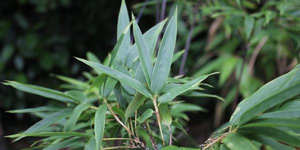 bambu-germogli-zilli-az
