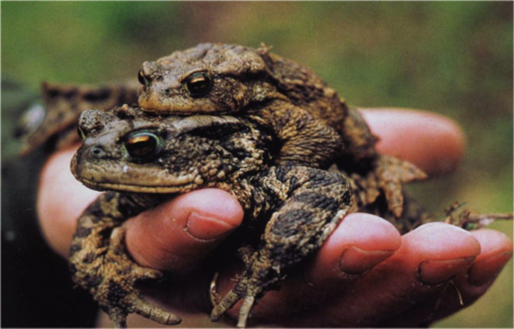 Strage di rospi innamorati a Endine. Volontari sulla strada per salvarli