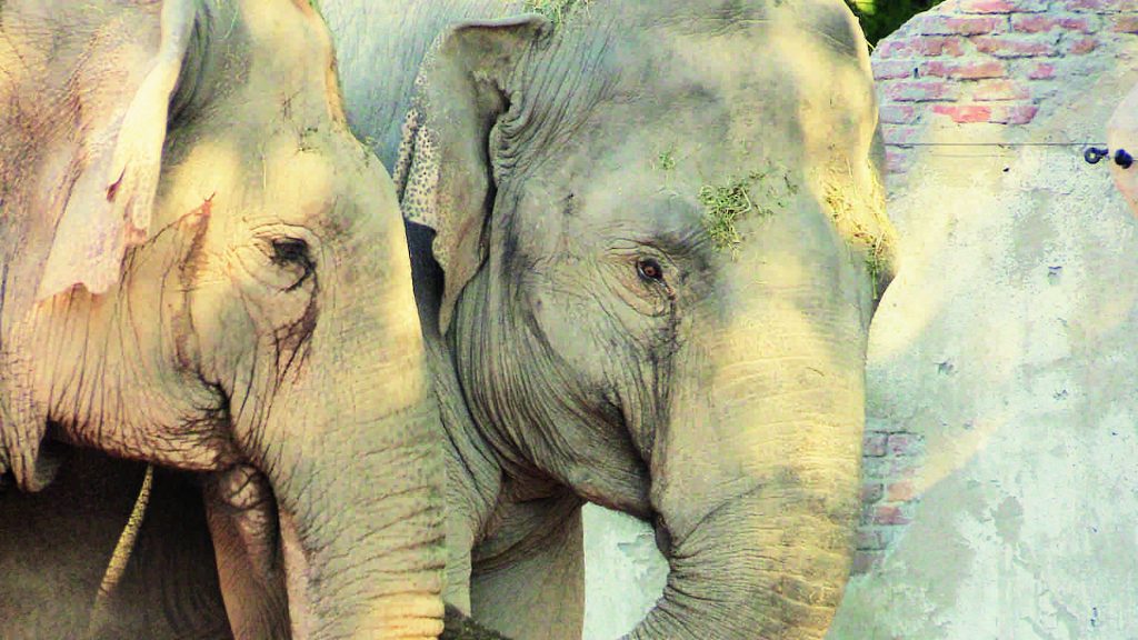 Elefanti indiani, un’oasi a Valbrembo Nuova area del parco Le Cornelle
