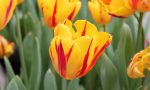 La carica dei duemila tulipani L’orto botanico dà spettacolo
