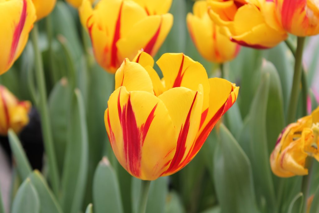 La carica dei duemila tulipani L’orto botanico dà spettacolo