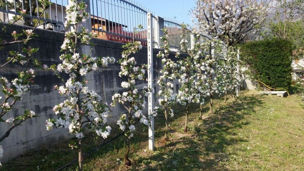 Meleti in fiore 2017 (1)