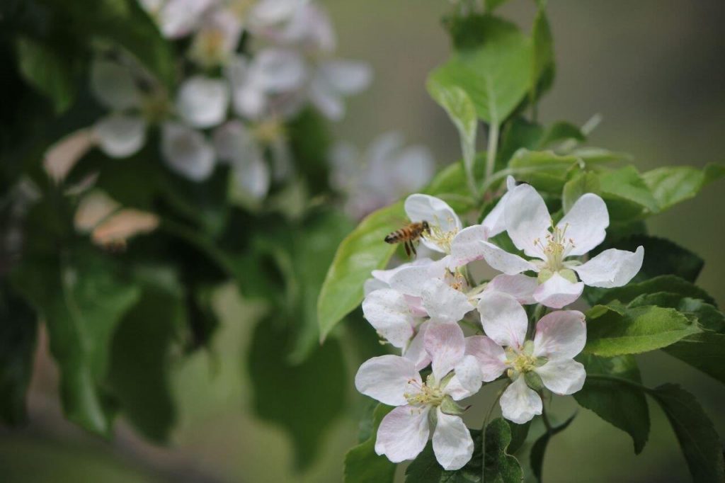 Meleti in fiore 2017 (2)