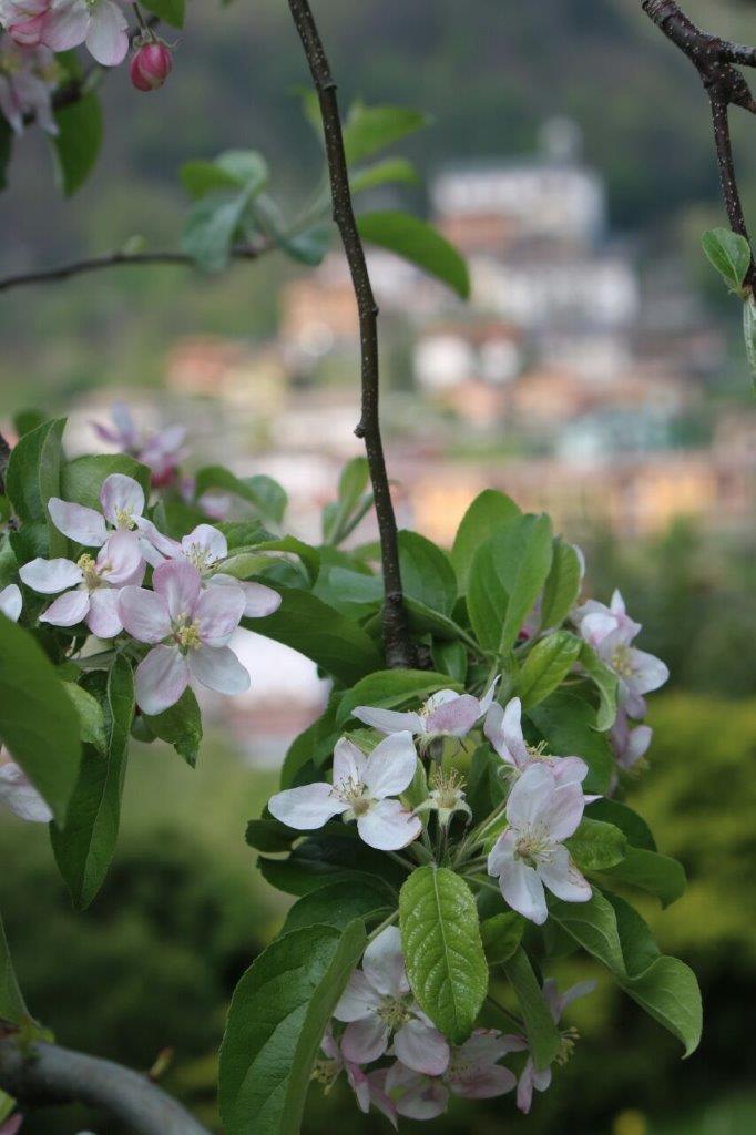 Meleti in fiore 2017 (3)