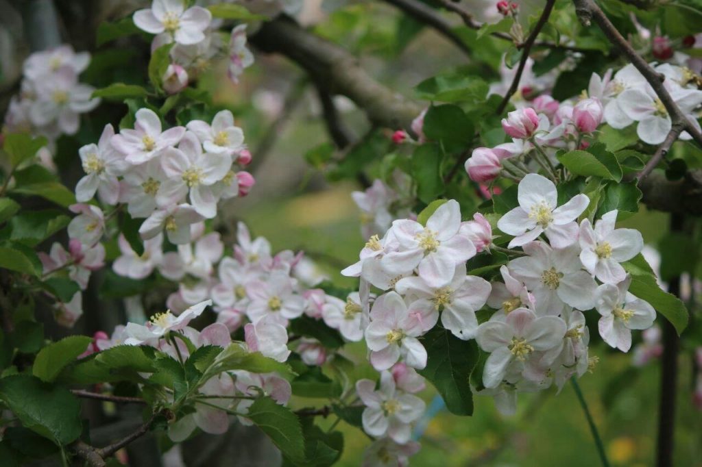 Meleti in fiore 2017 (4)