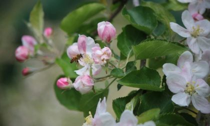 Pasqua fiorita in Val Brembana È la primavera di “Quelli delle Mele”