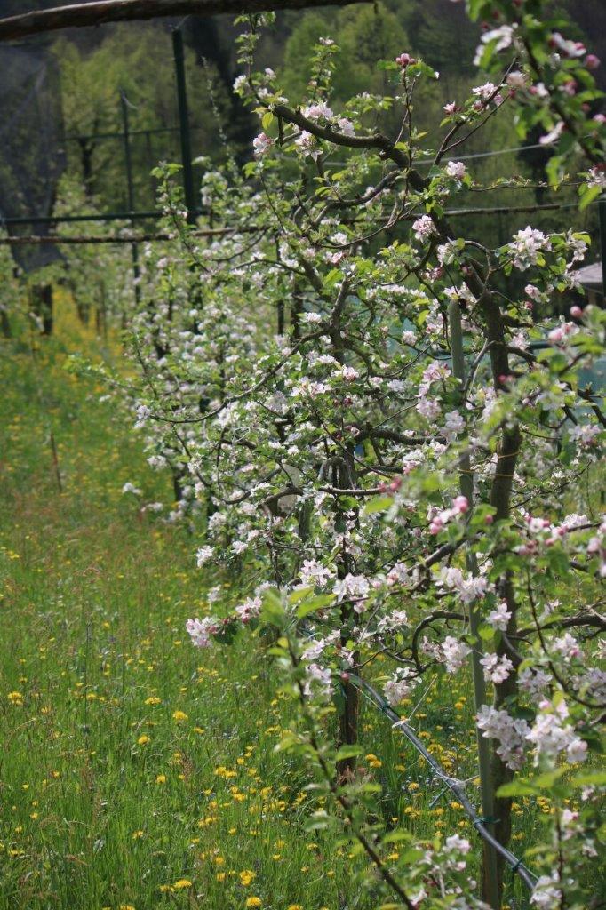 Meleti in fiore 2017 (6)