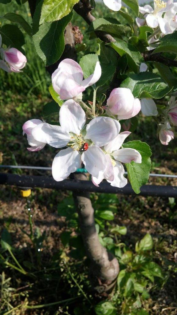 Meleti in fiore 2017 (8)