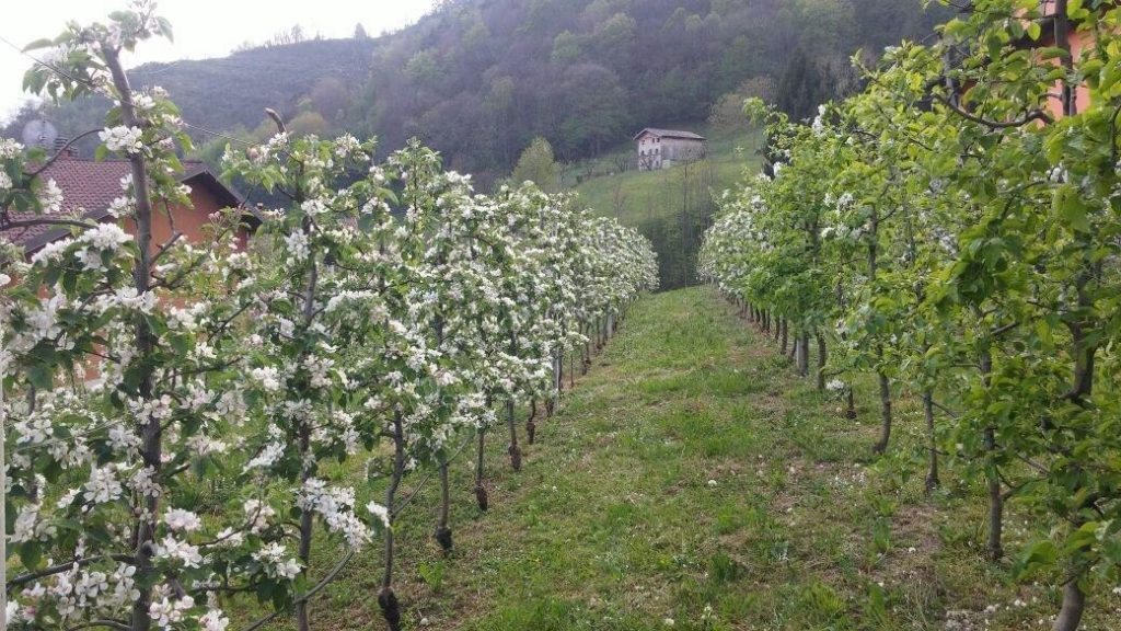 Meleti in fiore 2017 (9)