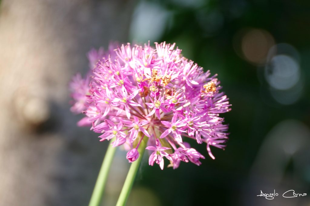 Primavera – Angelo Corna