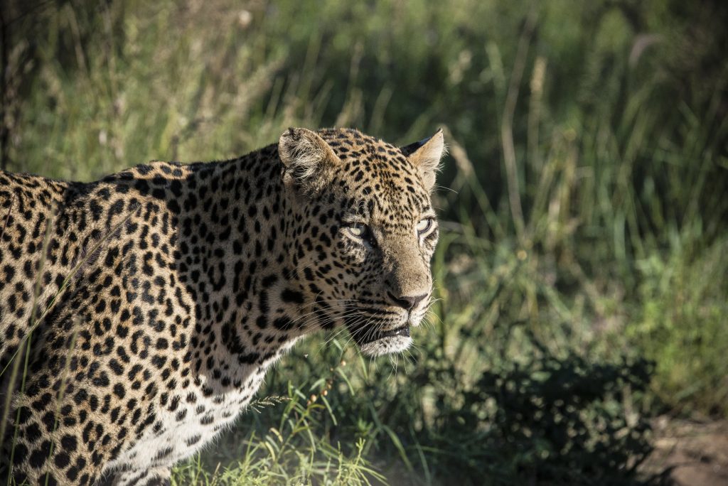 Ore di attesa per cogliere l’attimo Il fotografo naturalista è paziente