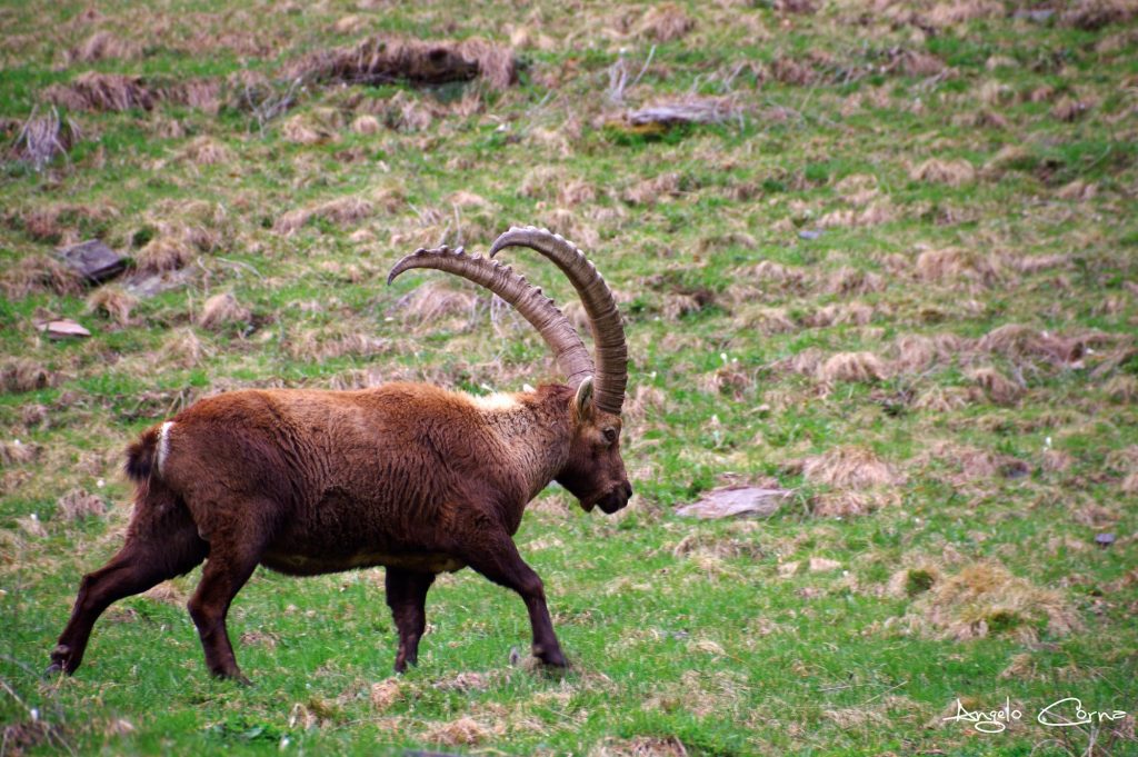 Rifugio Curò – Angelo Corna