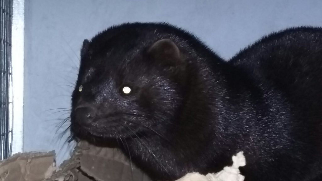 Sopravvissuto nel bagno del market un visone liberato dagli animalisti