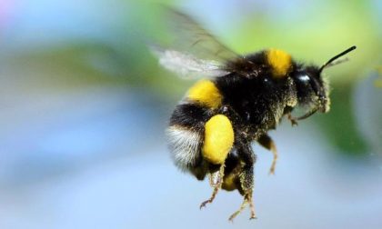 5 animaletti da evitare in montagna o anche solo in una passeggiata