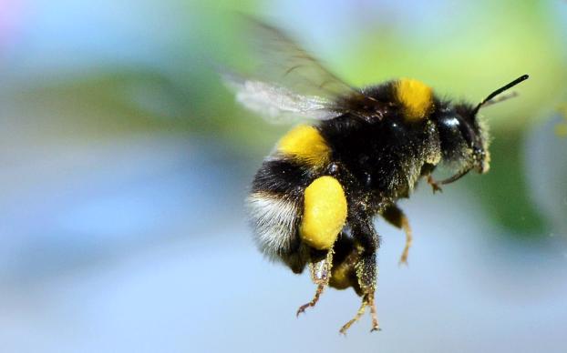 5 animaletti da evitare in montagna o anche solo in una passeggiata