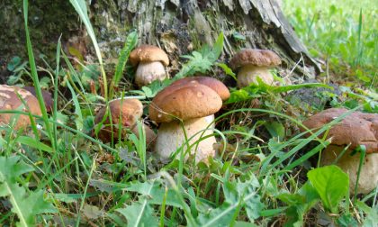 Si avvicina l'autunno e nei boschi della Bergamasca scatta la caccia al fungo porcino
