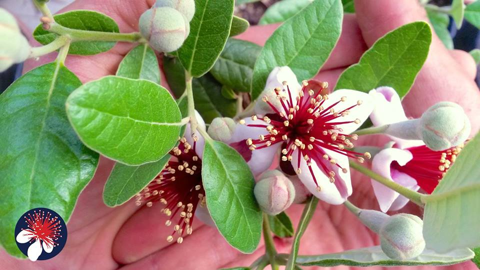 Tropico dei Colli, ovvero coltivare frutti esotici in terra orobica