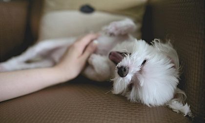 Bergamasca, più cani che bambini