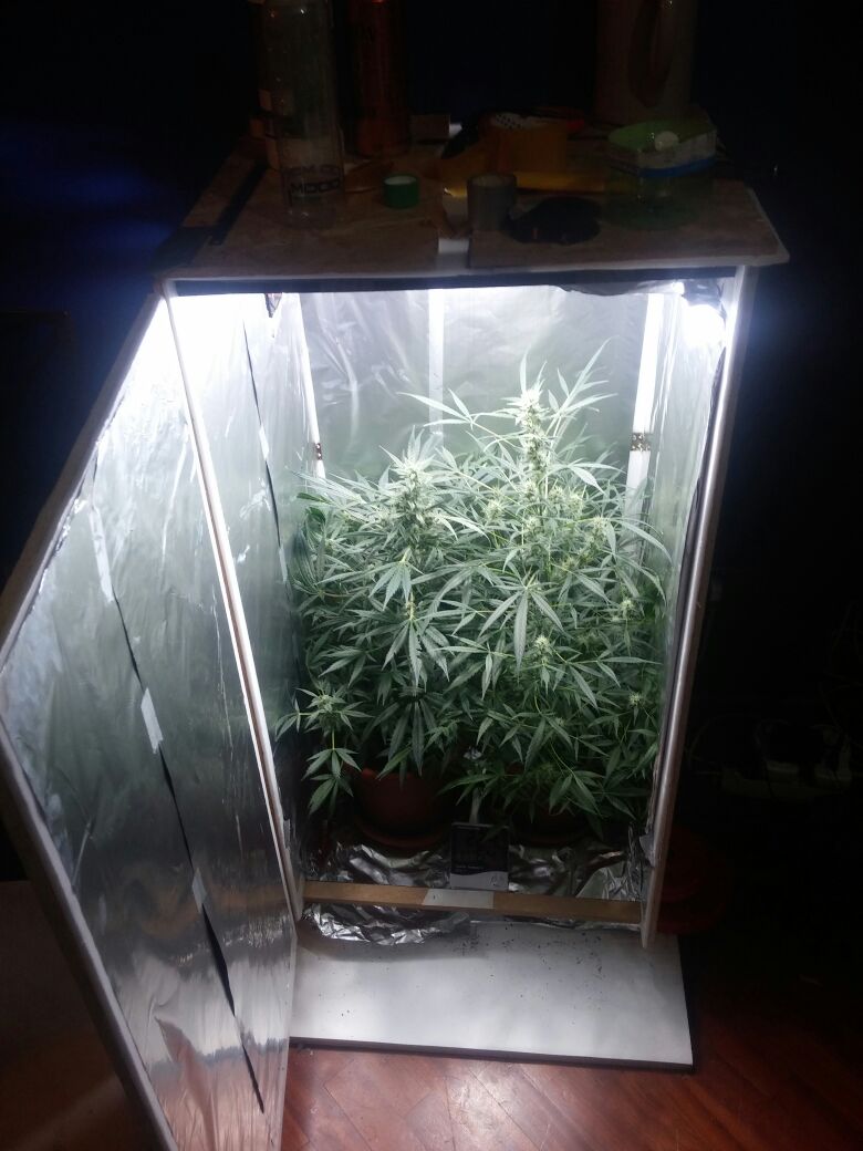 Da un ordinario sfratto giudiziario salta fuori la coltivazione di «erba»