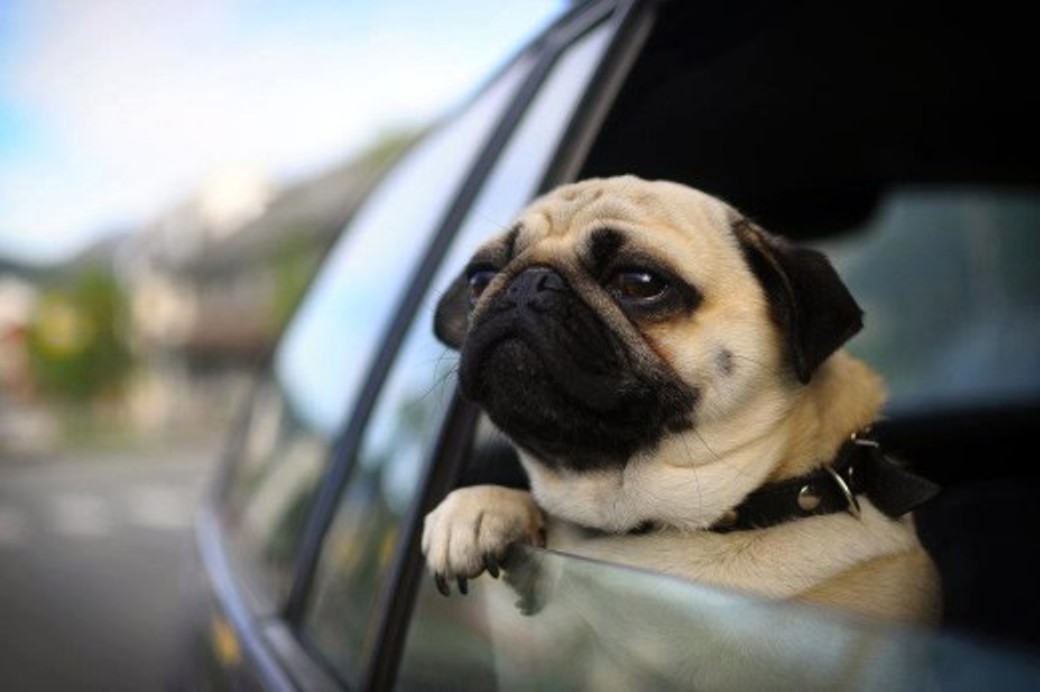 Come partire per le vacanze con Fido e Rufi al seguito