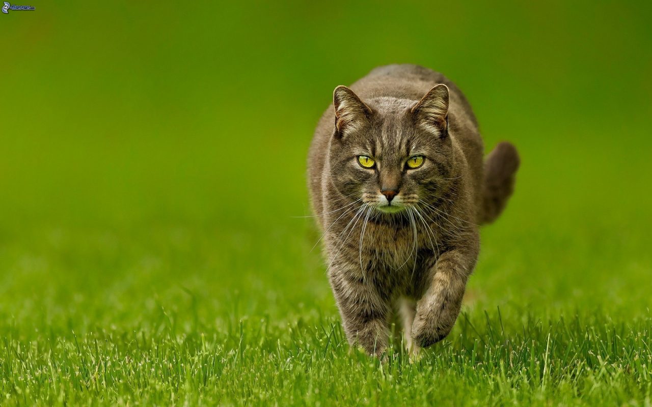 Un’incredibile barbarie nel Milanese Ragazzi fanno esplodere un gatto