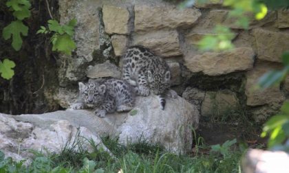 Nascita eccezionale alle Cornelle Arman e Neko, leopardi delle nevi
